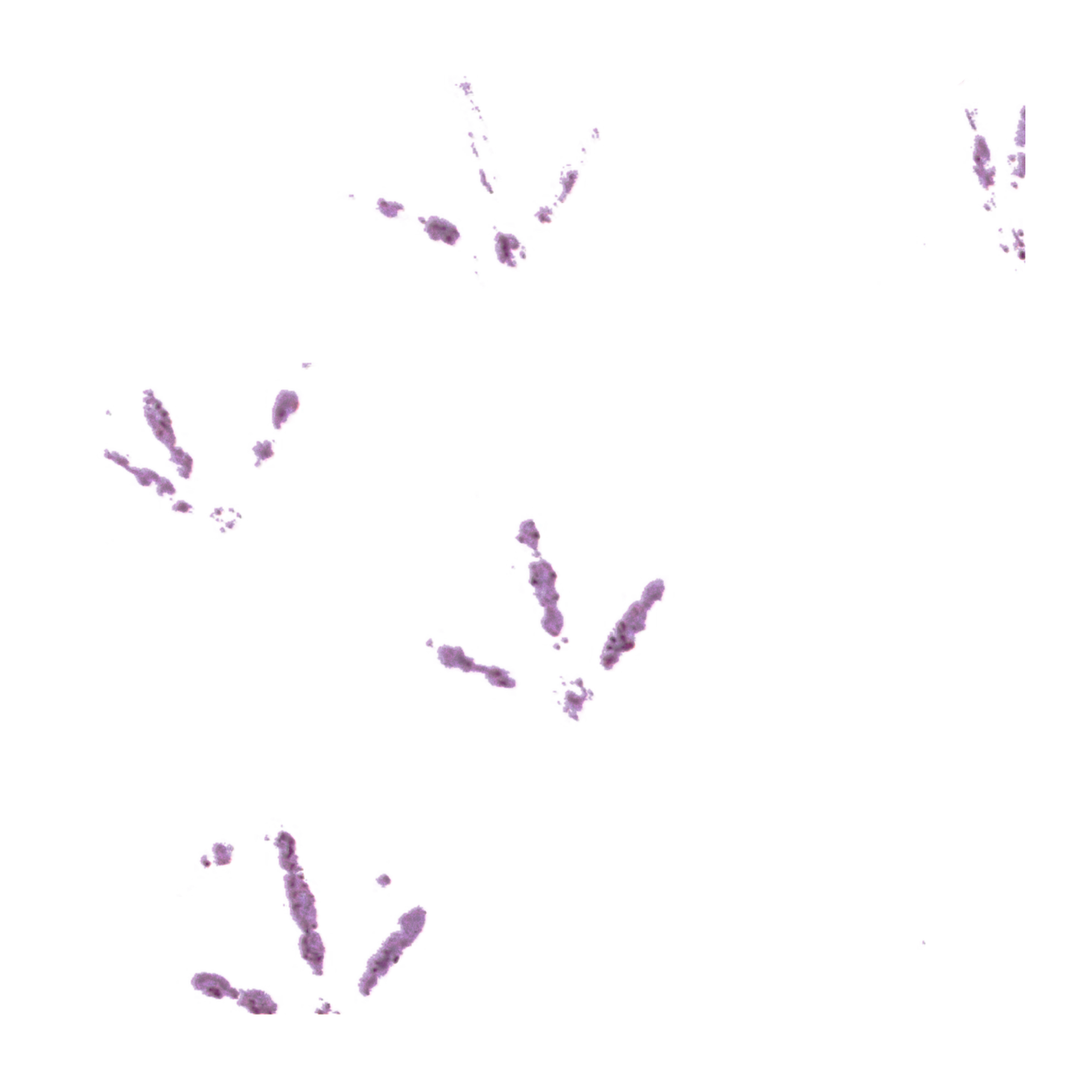 Pupa Footprints